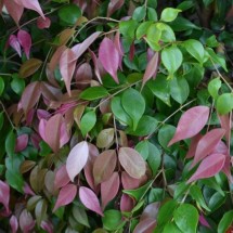 Syzygium luehmannii - Small Leafed Lilly Pilly